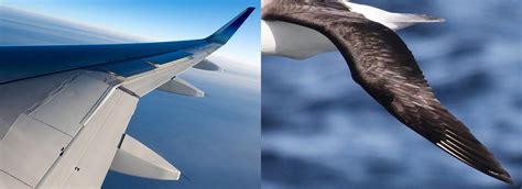 hermes birds to airplanes design|aviation designs by birds.